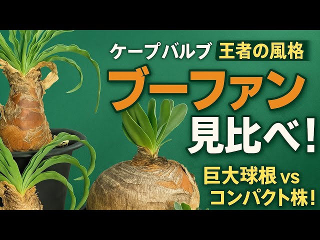 ディスティチャとハエマンソイデス見比べ - YouTube