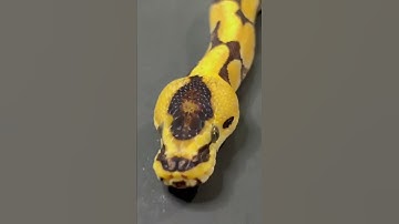 Super Enchi Ball Python