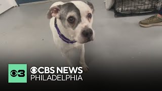 Pennsylvania family reunites with dog found after 10 years apart