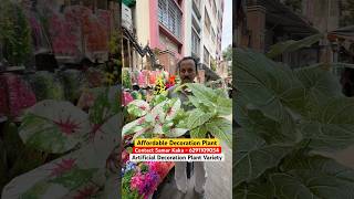 Affordable Home Decoration Plant Varieties at Samar Kakar Shop Galiffstreet
