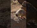 Meerkat Monday: Cuteness Overload with Our Favorite Burrow Buddies!