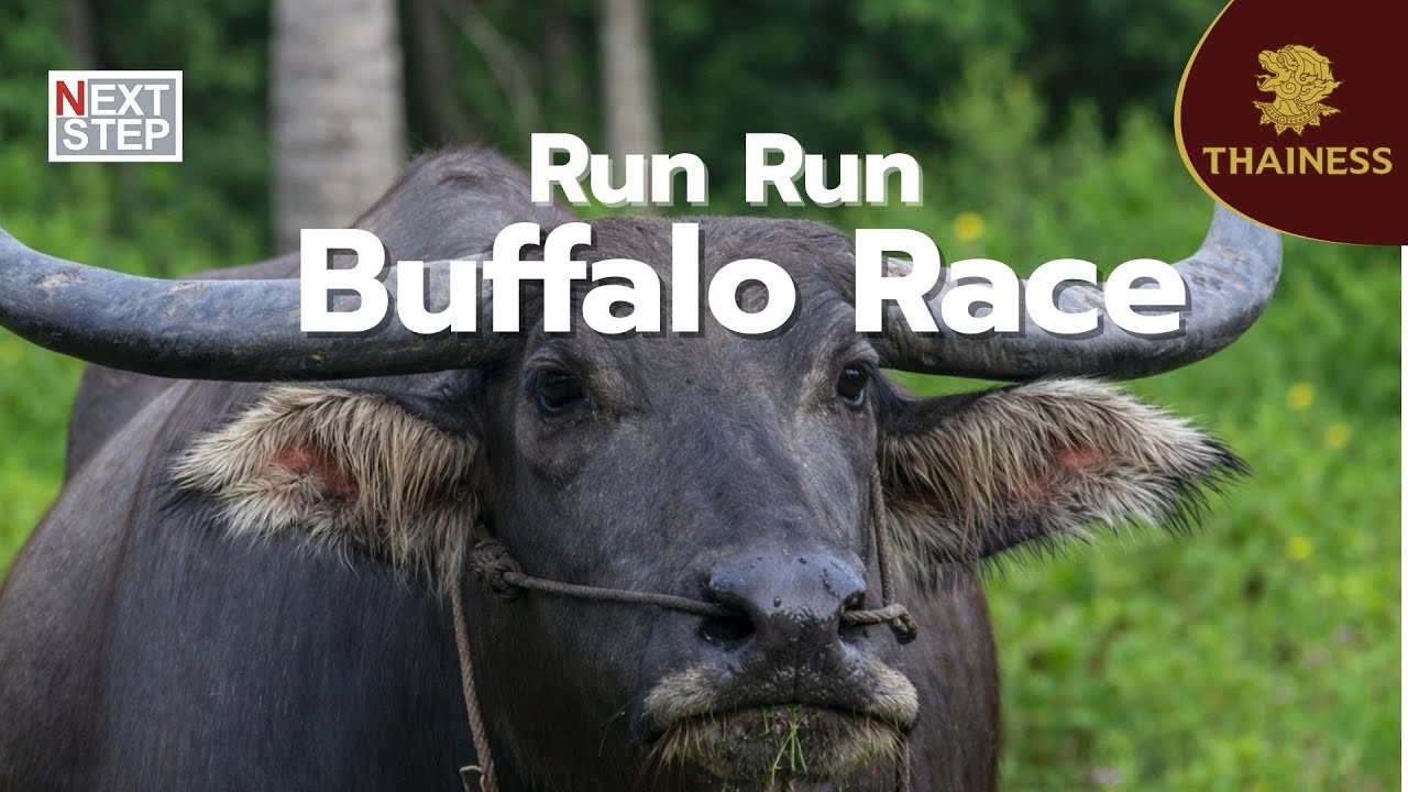 Thailand’s iconic buffalo racing festival | Thainess documentary