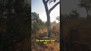 How Hyenas Steal From Leopards? 🤔 Leopard vs Hyenas | Part 1