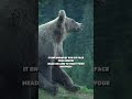 Bear Spirit Animal