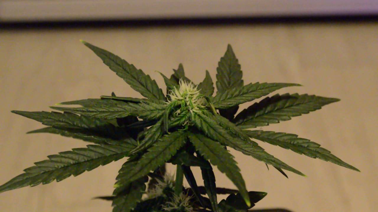 critical autoflower