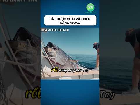 Bắt được quái vật biển nặng 400kg #fishing