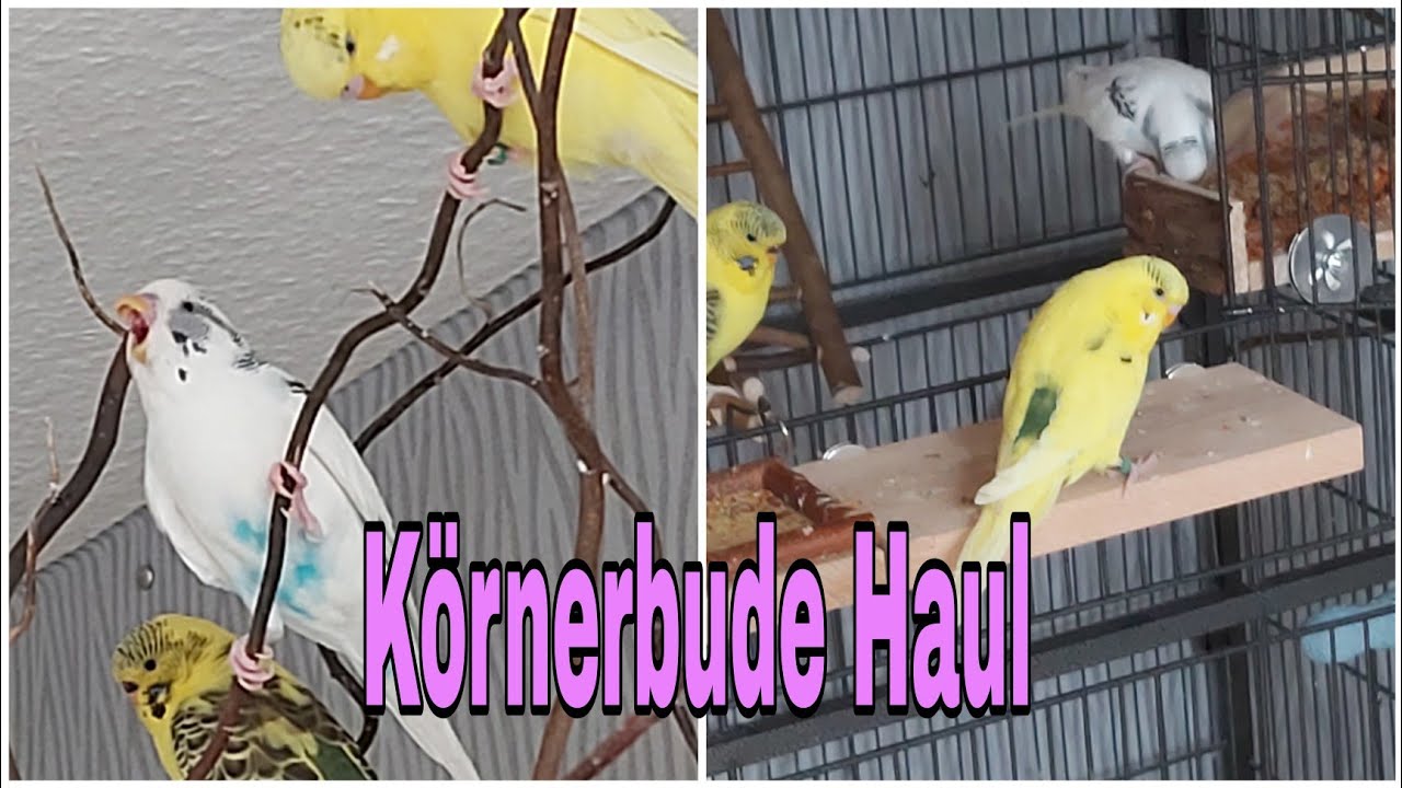 Körnerbude Haul/Budgie Haul/die_vogel_mama