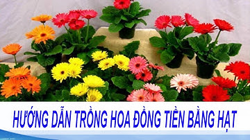 Kỹ thuật trồng hoa đồng tiền trong chậu đẹp ngỡ ngàng | Hướng dẫn cách tự trồng hoa đồng tiền
