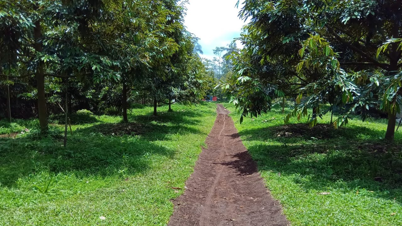 Memperbaiki Drainase Kebun Sistem Busut | Bocah Duren