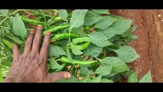 Taiyo Seeds 9043 Badigi Sigment 