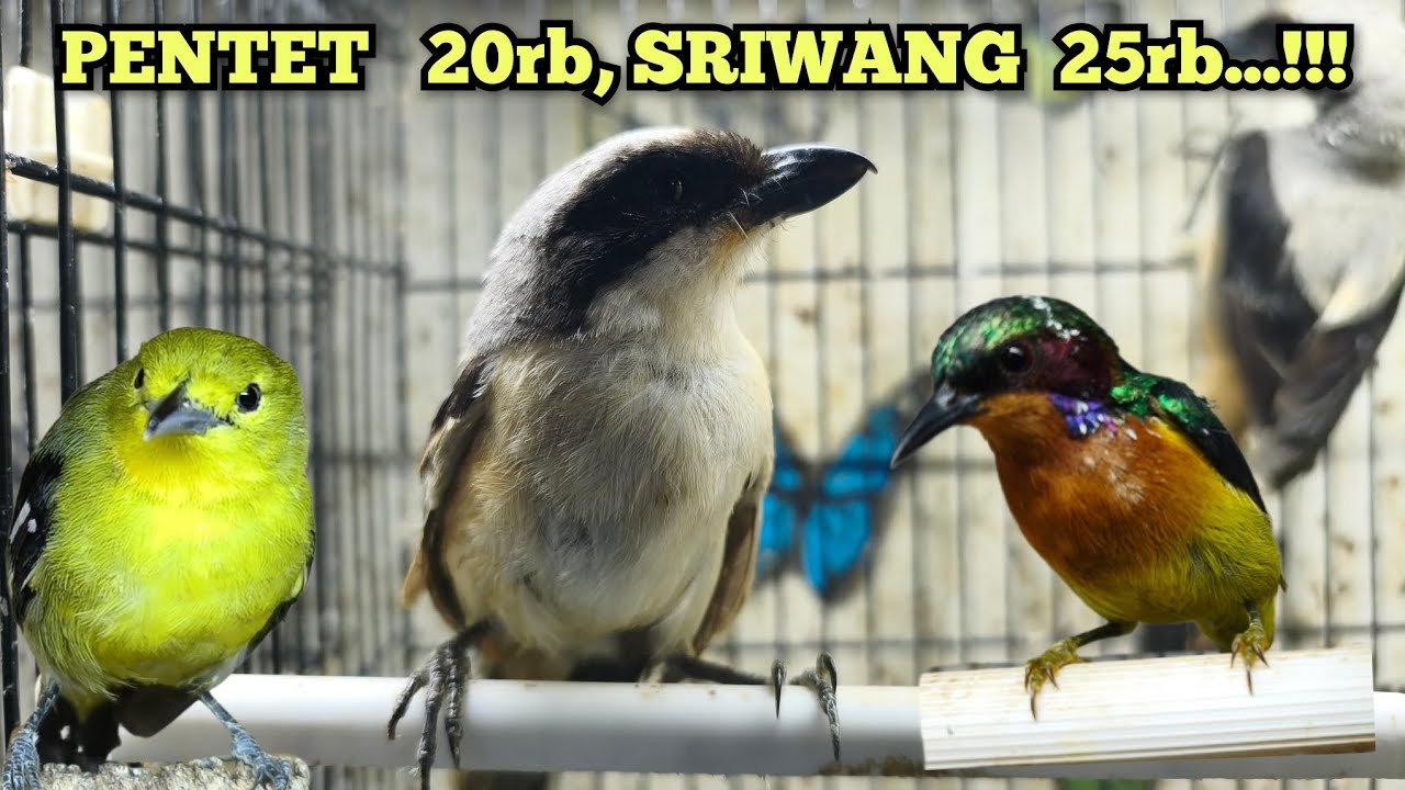 PENTET 20rb, SRIWANG 25rb...‼️‼️