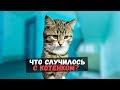 Спасение котенка из подъезда. Грустная история со счастливым концом / SANI vlog