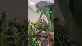 ? Parrot Enrichment - Palm Seeds Parrot_Bliss shorts