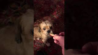 Does Archie like Apples?