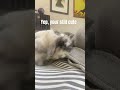 Wait A MinuteЁЯШГ Funny Pets Shorts Bunny Wait A MinuteЁЯШГ Funny Pets Shorts Bunny