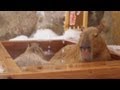 那須どうぶつ王国 カピバラ雪見露天風呂 (Capybara hot spa in snow)