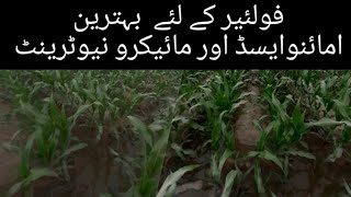 how to select best amino acid and micronutrients for maize corn crop foliar