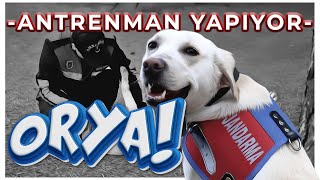 BOMBA ARAMA KÖPEĞİMİZ ORYA GÜNE BÖYLE BAŞLIYOR