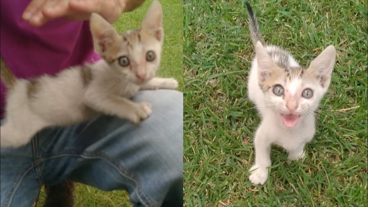 Feral kitten Became Loving Kitten || Rescue Feral Kitten Talking to Me