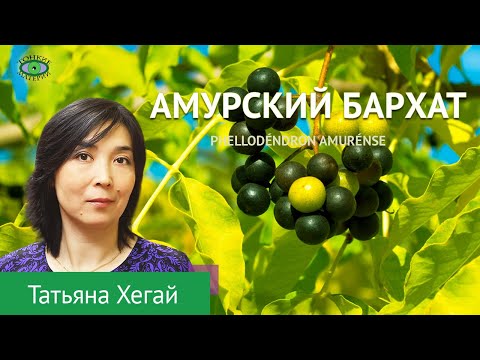 🌿Амурский бархат. Травничество. Татьяна Хегай