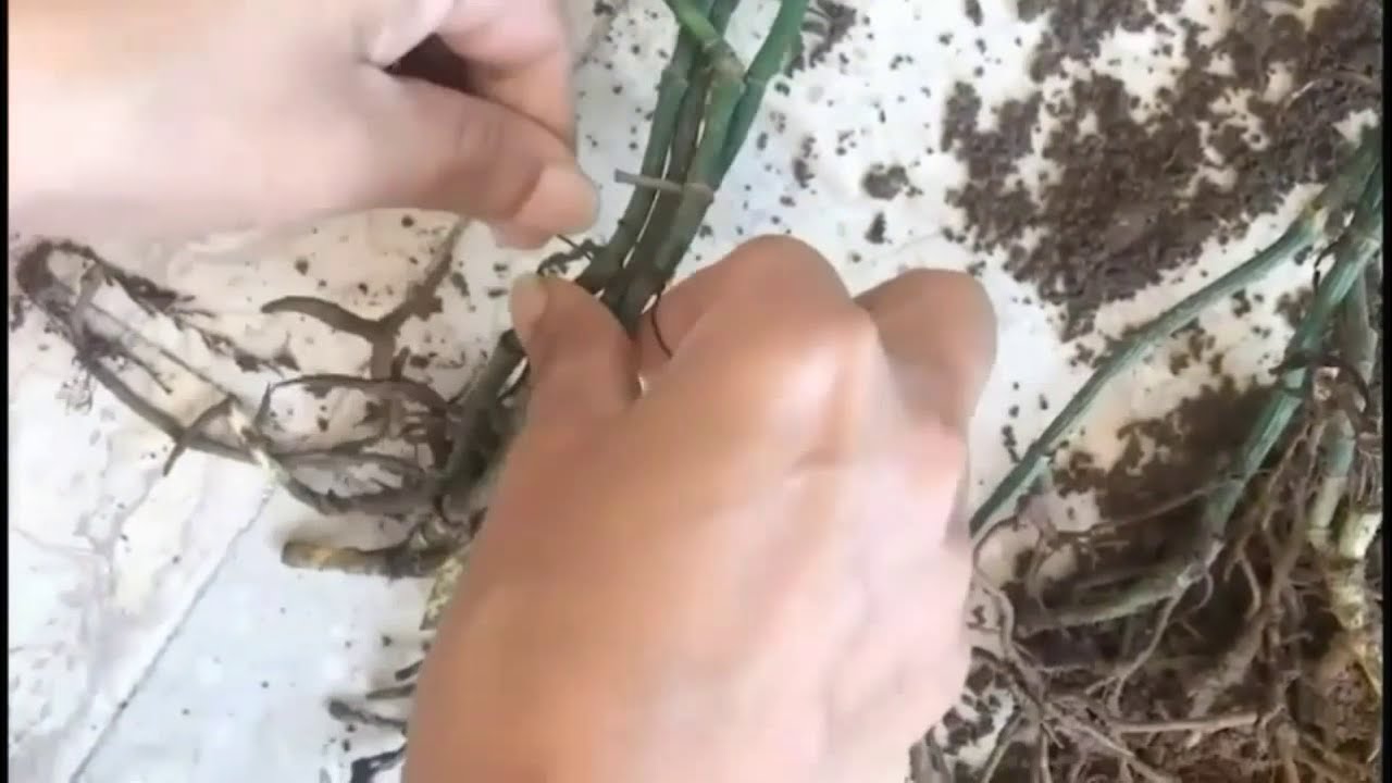 Braided Money Tree - YouTube