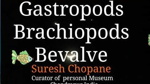 Gastropods, Brachiopods, Bevalves