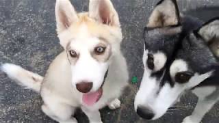 HUSKY PUPPY DURING THE 'AWKWARD PHASE OF PUPPYHOOD W/ HIS MAMA! (PARTIEYES REALLY SHOWN)