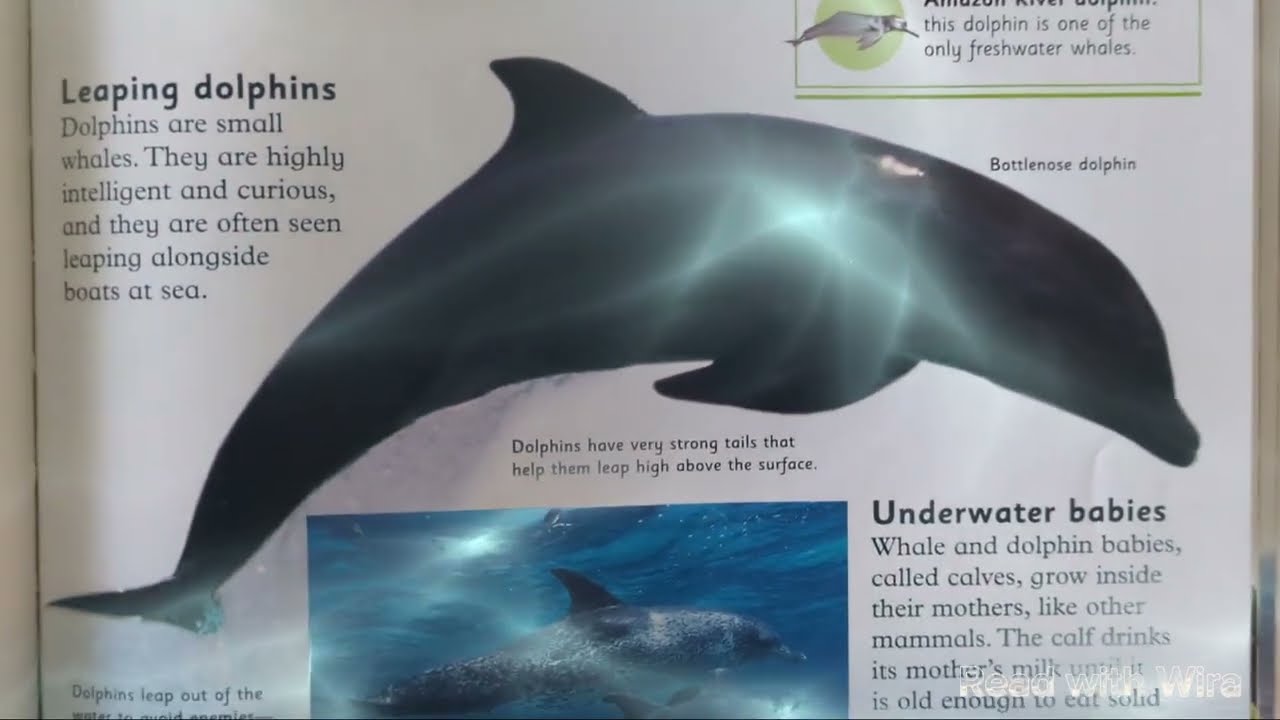 Read with Wira - 'First Animal Encyclopedia: Ocean Giants'