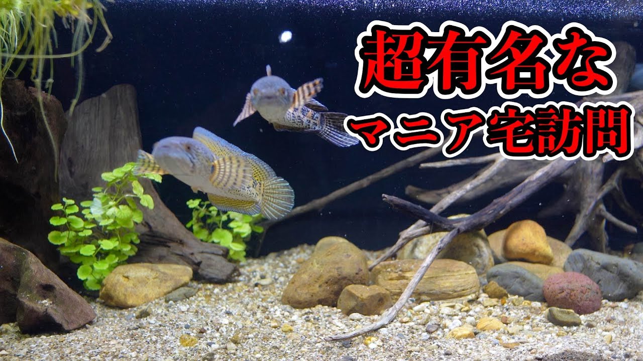 凄腕マニア水槽　あらゆる魚種と水槽が凄い！スネークヘッド　レイアウト水槽　『大型魚アロワナ水槽』『アルタムエンゼル』もaquariumをenjoy