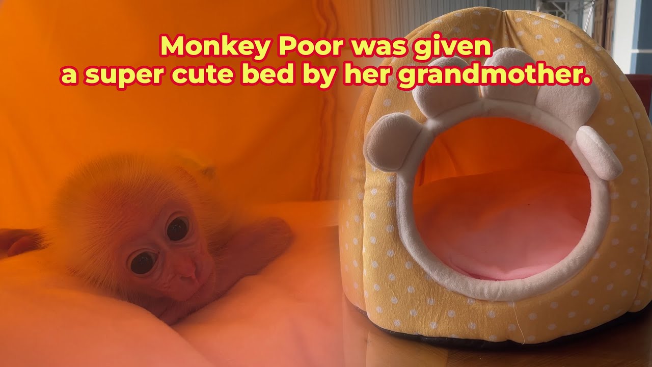 Monkey Poor is happy when Hong gives her a new house!