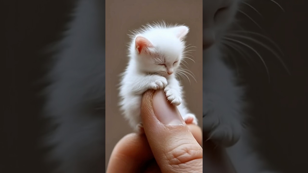 Sleeping Beauty Kitten 🥰 