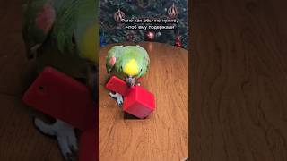 Кира учит играть в новые игрушки #parrot #попугай #амазон #жако #pets #домашниеживотные #дрессировка