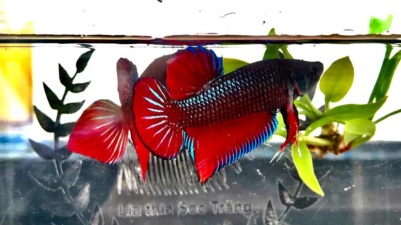 Cá Lai 25 hàng đấu trường lớn, làm giống ép lai biệt | UTN Betta Shop