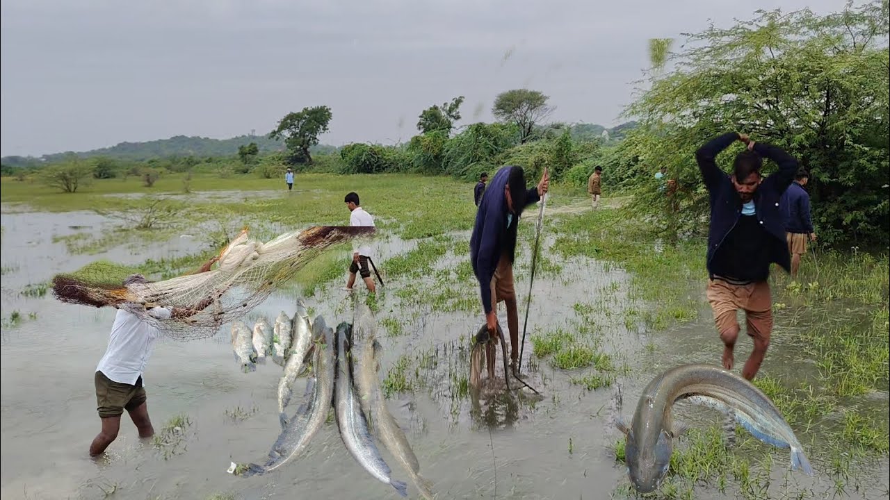 भारी बारिश के कारण बसारा तालाब कट गया और कई मछलियाँ पाई गईं