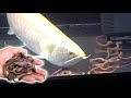 腹ペコのアロワナの目の前に大量のミミズを落とすと・・・