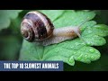 The top 10 slowest animals in the world