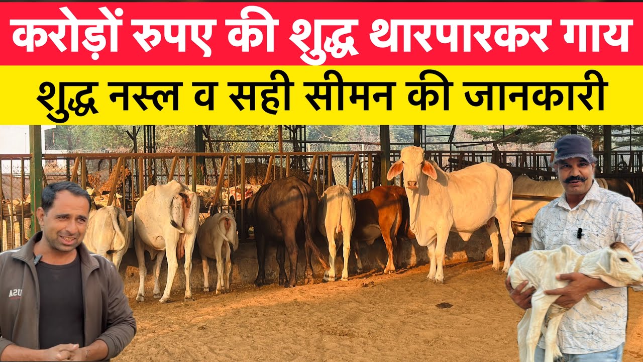 करोड़ों रुपए की शुद्ध थारपारकर गाय | शुद्ध नस्ल व सीमन की सही जानकारी | जिसके घर थार उसका बेड़ा पार 