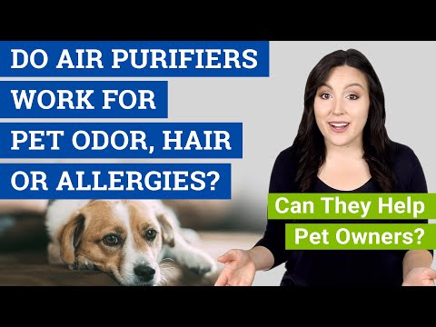 do-air-purifiers-work-for-pet-odor,-hair-&-allergies?-(can-they-help-pet-owners?)