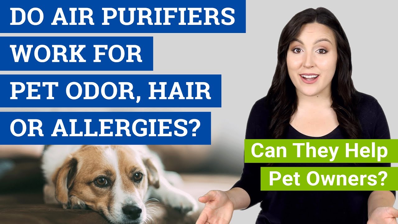 Do Air Purifiers Work for Pet Odor, Hair & Allergies? (Can They