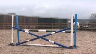 Arthur - Flatwork Schooling (Canter Work)