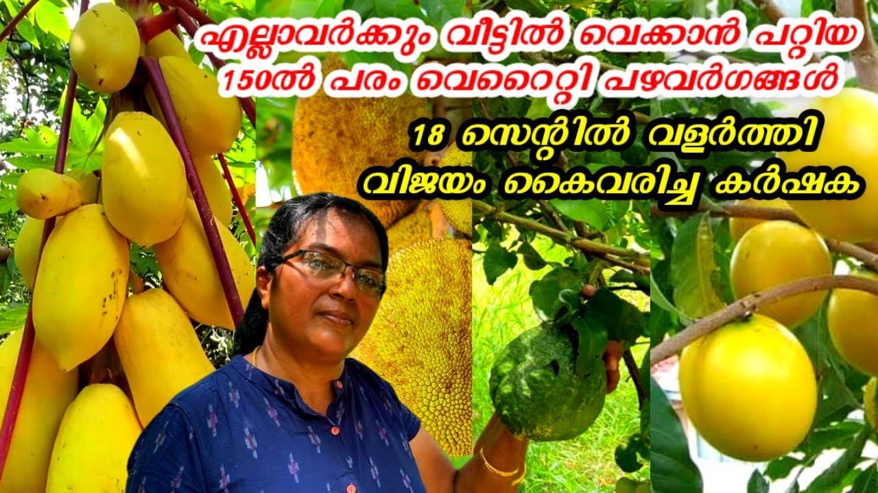 എല്ലാവർക്കും വീട്ടിൽ വെക്കാൻ പറ്റിയ 150ൽ പരം വെറൈറ്റി പഴവർഗങ്ങൾ, 18 സെന്റിൽ|Exotic Fruit Farm Kerala