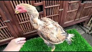 Ayam Ekor Lidi Trah Juara Kontes Nasional Line Brawijaya