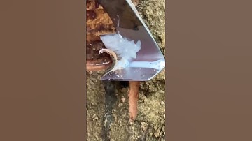technique of tapping rubber sap with unique tools  #shorts