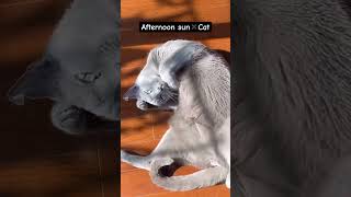 [Russian Blue] In May, cats will start lying on their backs | Kotetsu cat