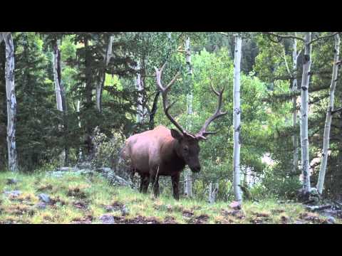 Elk Bugle up close