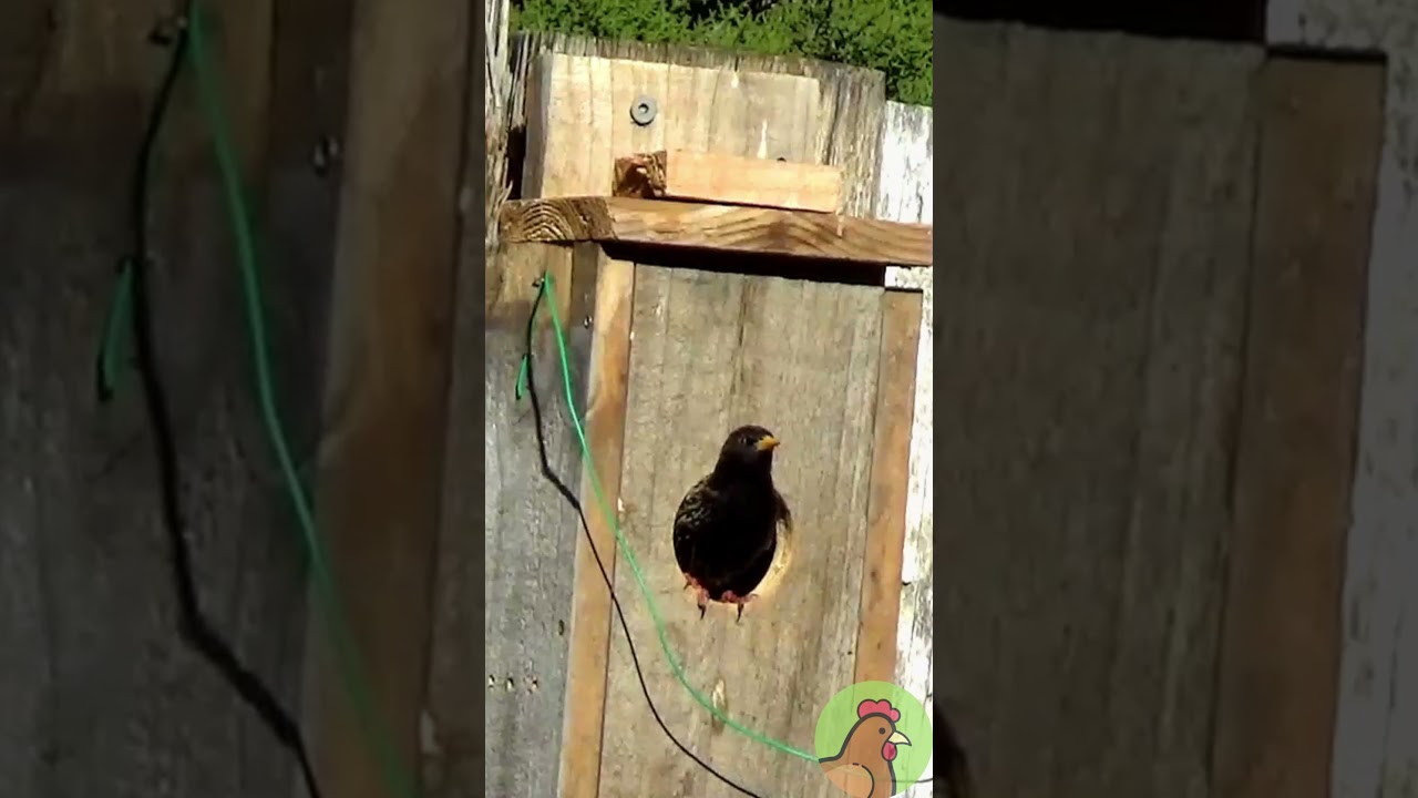 Female Starling Inspecting Nest Box