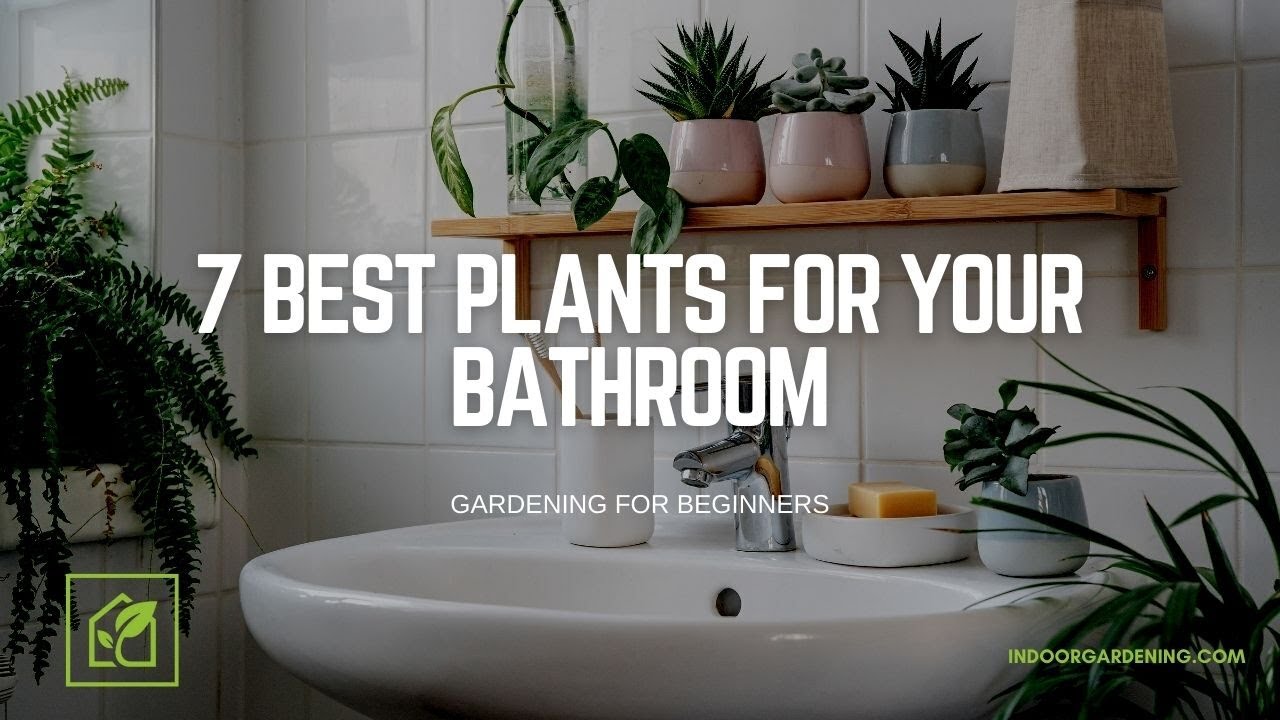 7 Best Plants For Your Bathroom YouTube