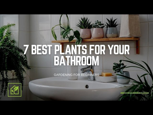 Plants To Keep In Bathroom 30 Plants That Will Transform Your Bathroom