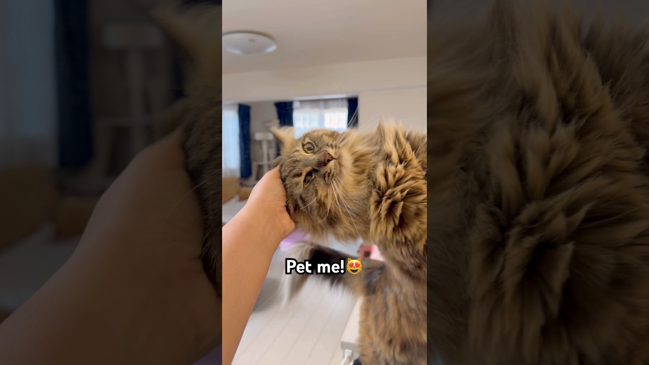 Maple is so supple #cat #shorts