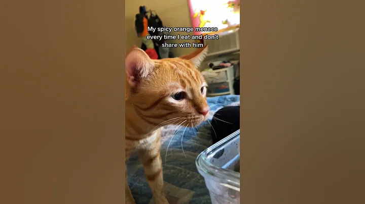 Video 11770361: bengalcat bengals cats, bengal cat fight